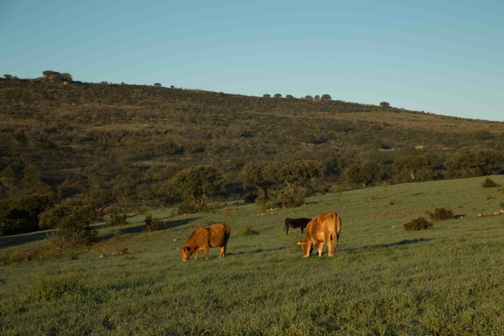 carne y vacas